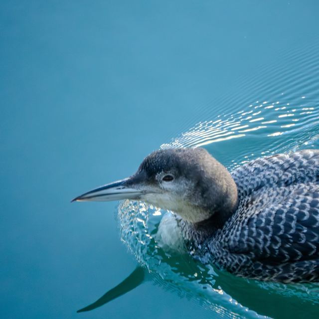 Common Loon
