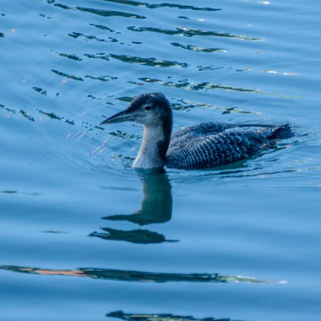 Common Loon