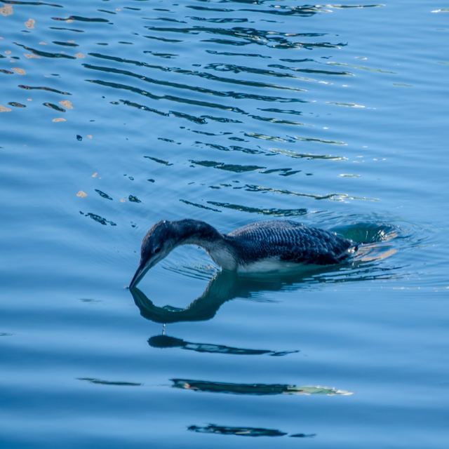 Common Loon
