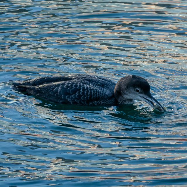 Common Loon