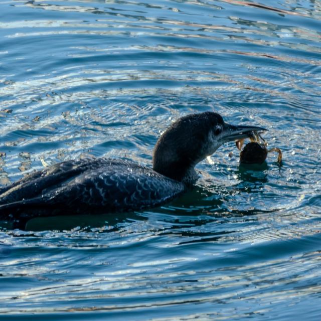 Common Loon