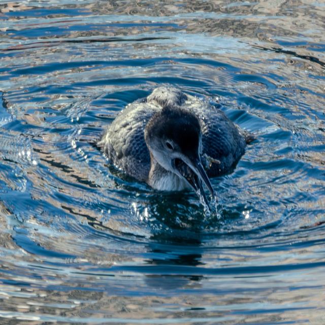Common Loon