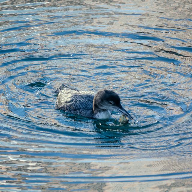 Common Loon