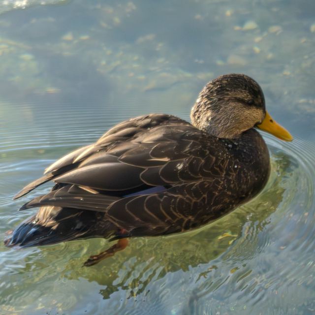 American Black Duck