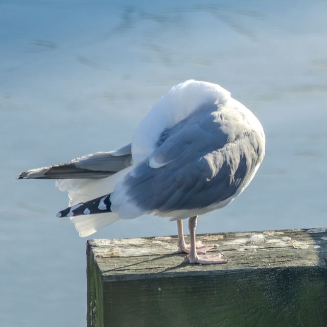 American Herring Gull