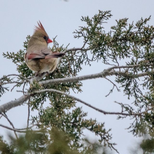 Northern Cardinal