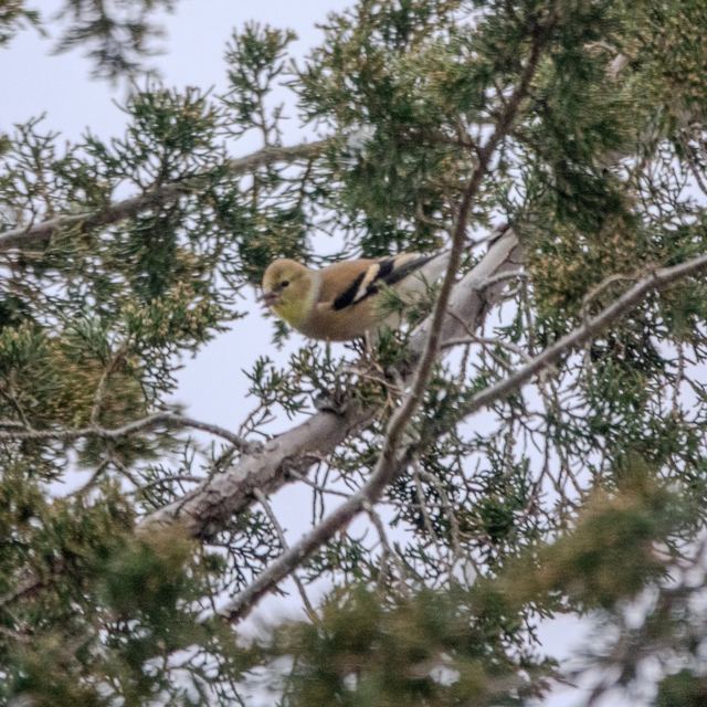 American Goldfinch