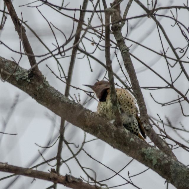 Northern Flicker
