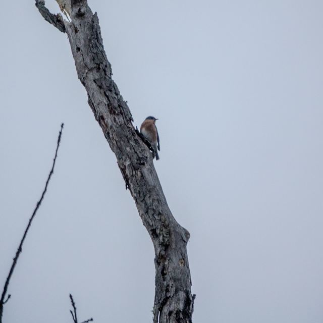 Eastern Bluebird