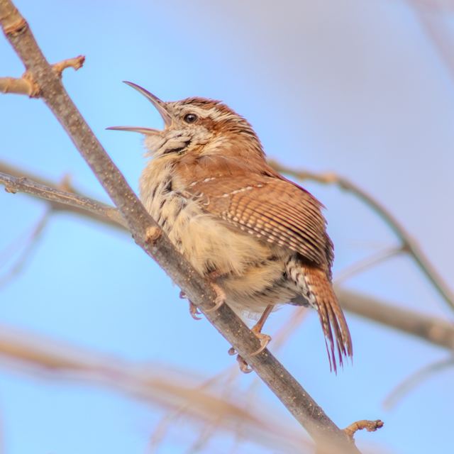 Carolina Wren