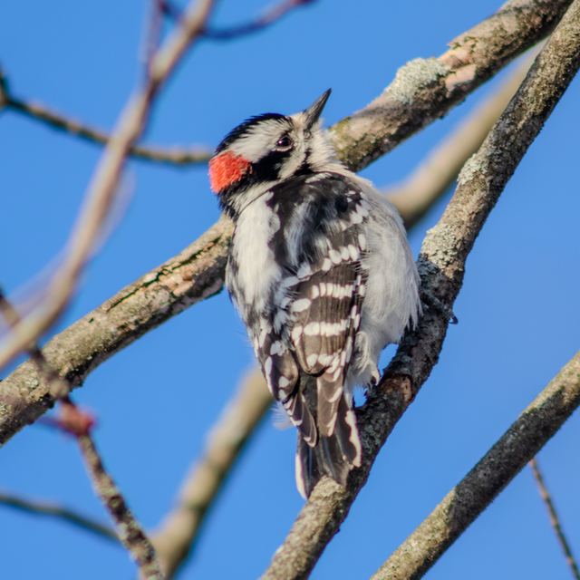 Downy Woodpecker