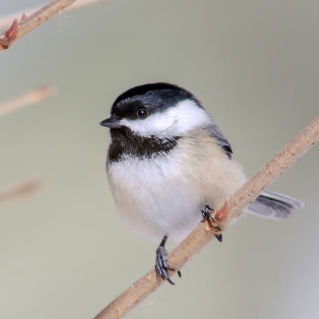 Black-capped Chickadee