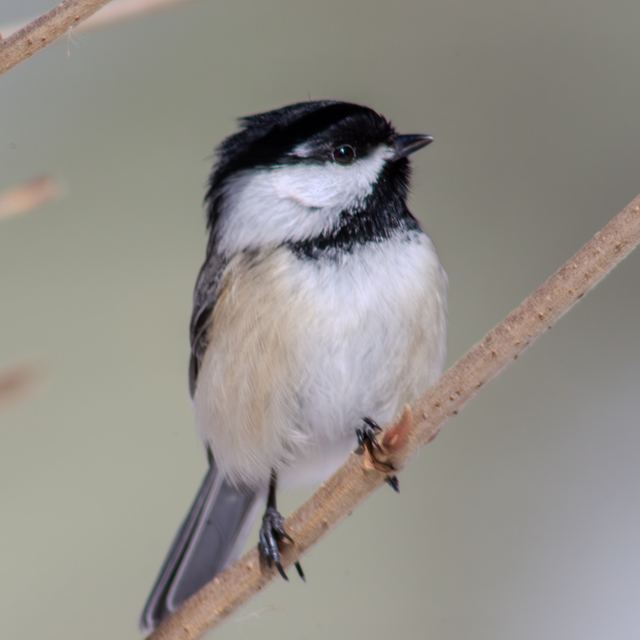 Black-capped Chickadee
