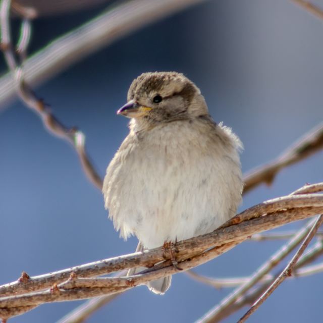 House Sparrow