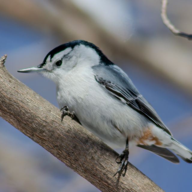 White-breasted Nuthatch