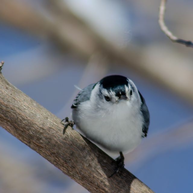 White-breasted Nuthatch