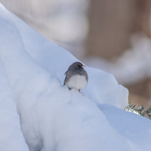 Dark-eyed Junco