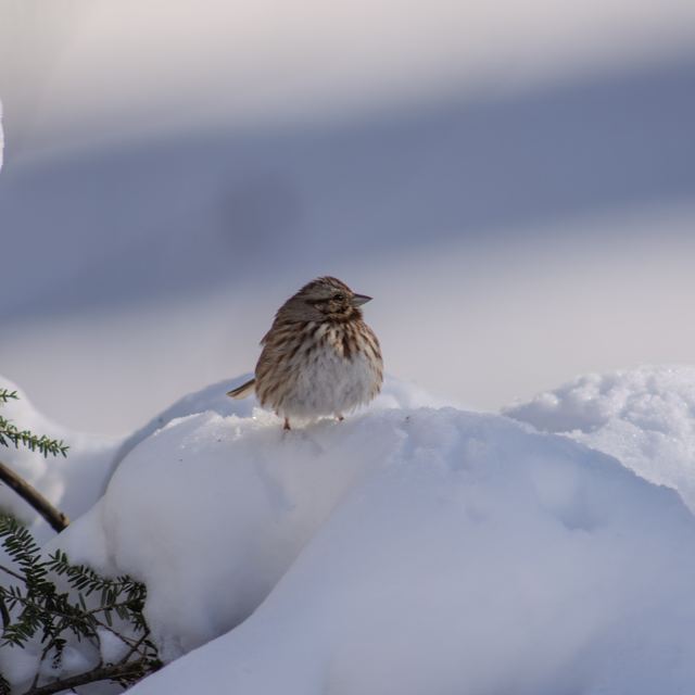 Song Sparrow