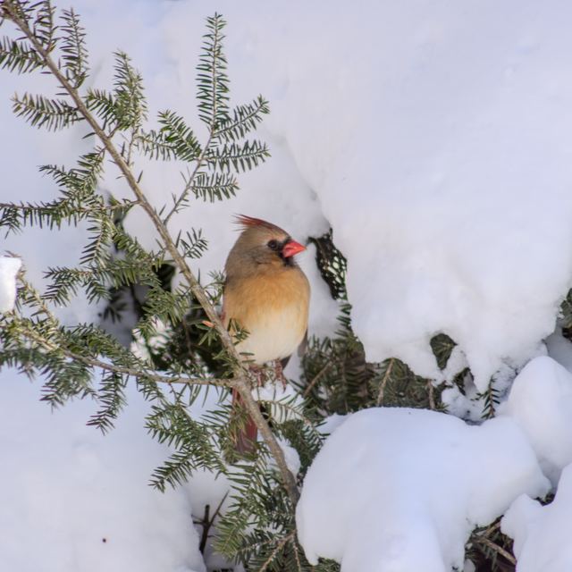 Northern Cardinal