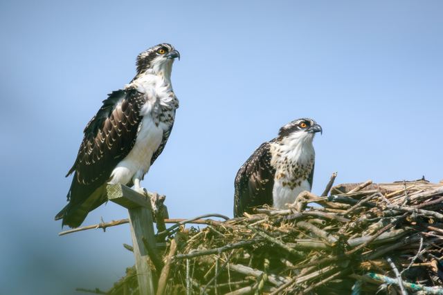 Osprey