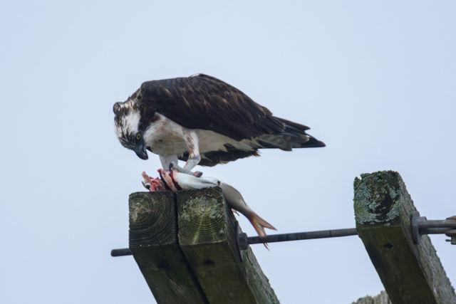 Osprey
