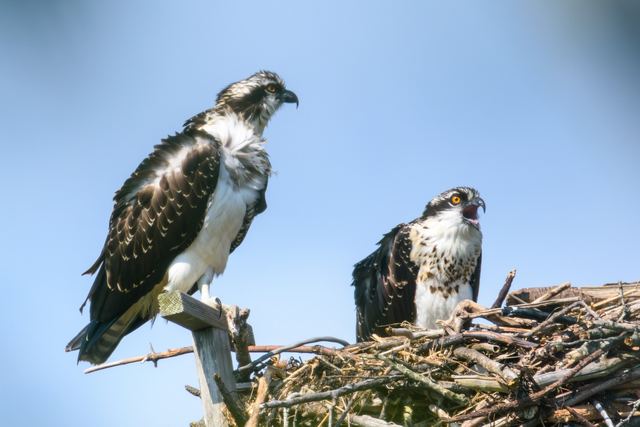 Osprey