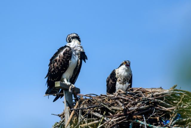 Osprey
