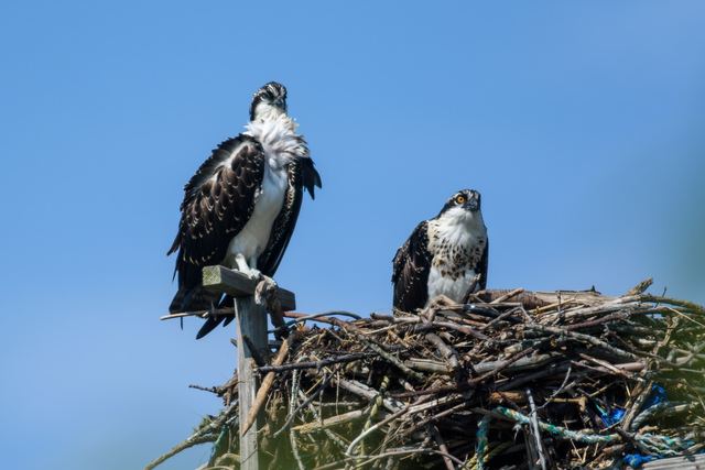 Osprey