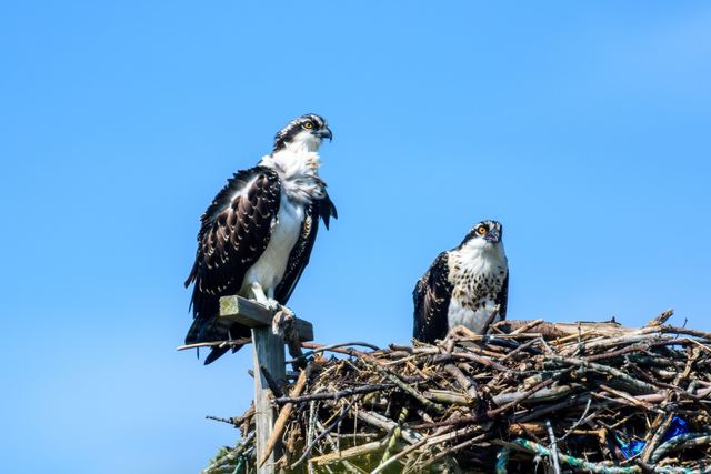 Osprey