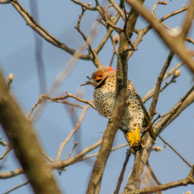 Northern Flicker
