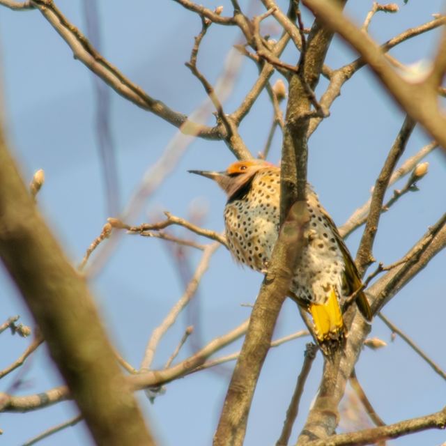 Northern Flicker