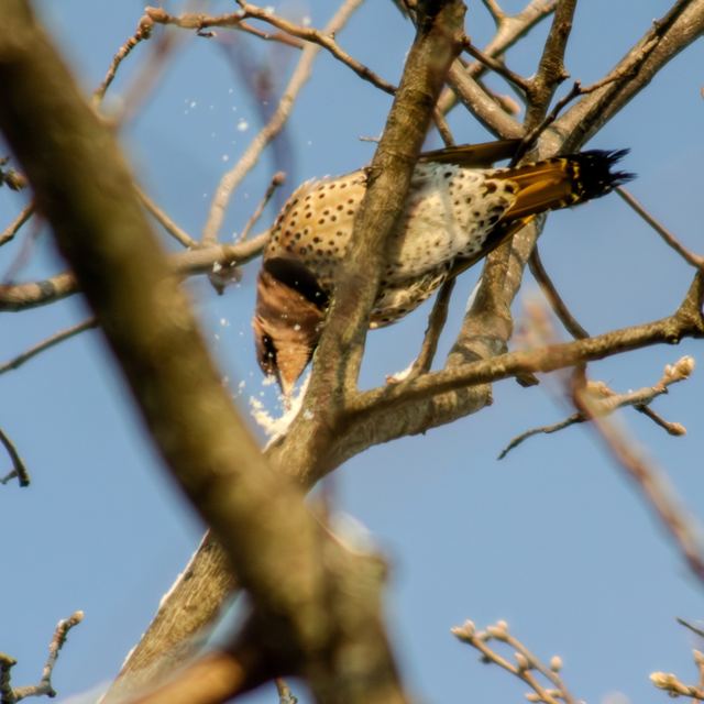 Northern Flicker