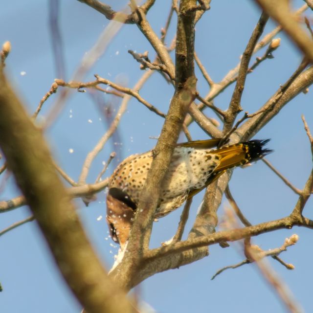 Northern Flicker