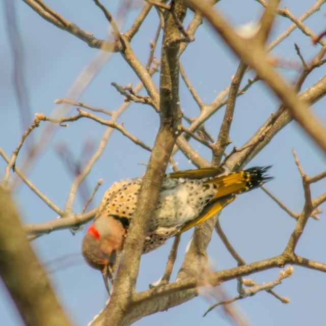 Northern Flicker