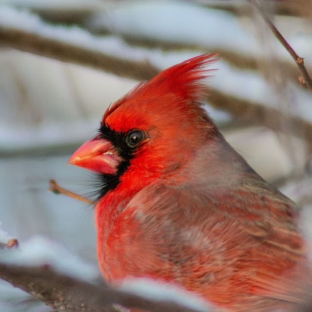 Northern Cardinal