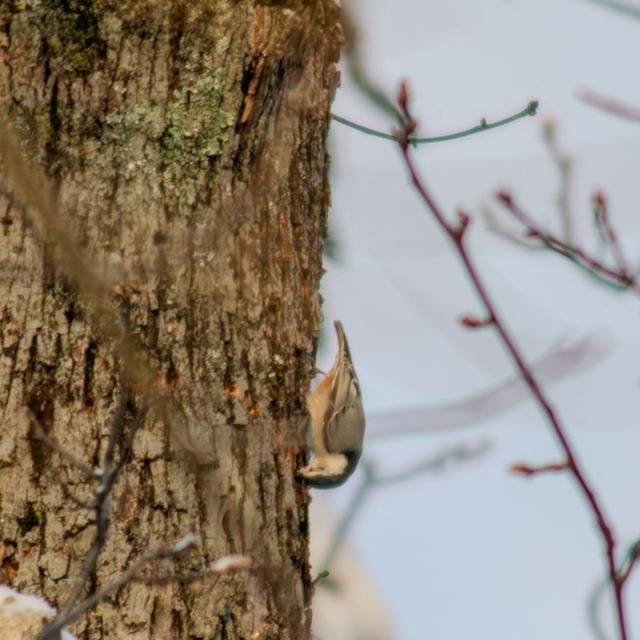 White-breasted Nuthatch