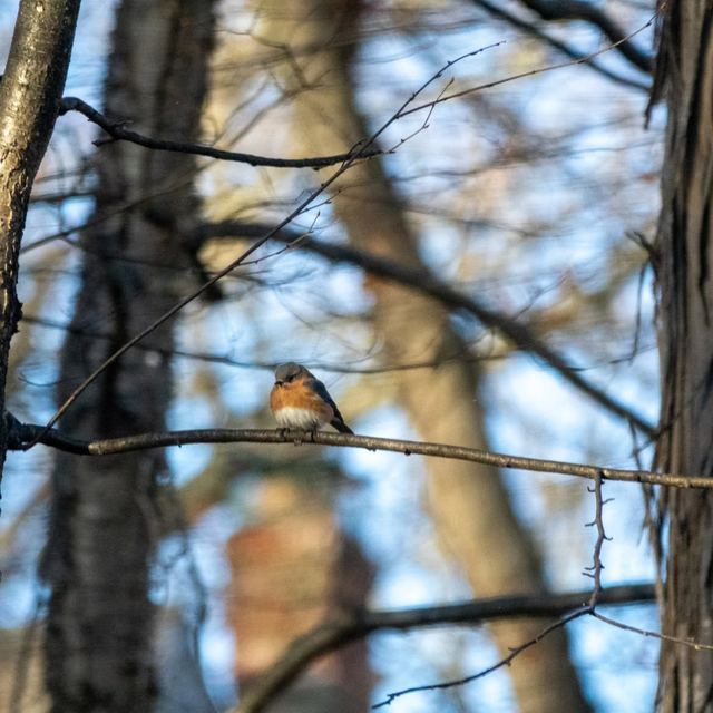 Eastern Bluebird