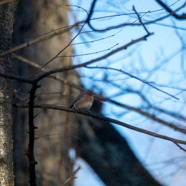 Eastern Bluebird