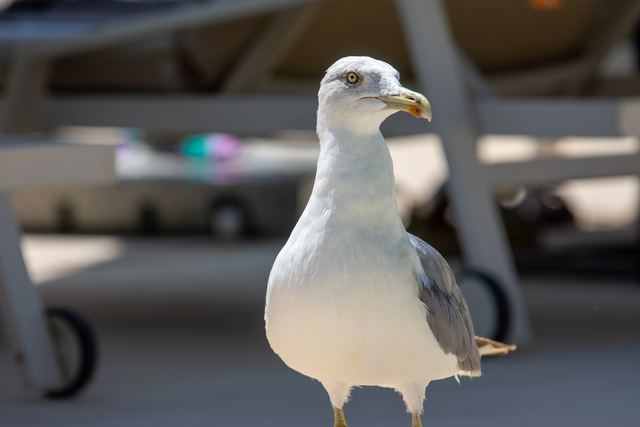 Yellow-legged Gull