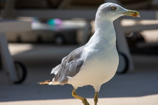 Yellow-legged Gull