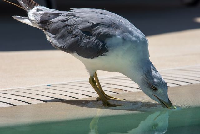 Yellow-legged Gull