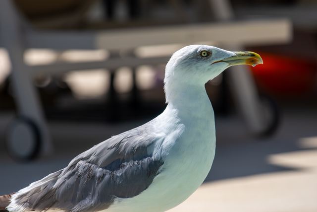 Yellow-legged Gull
