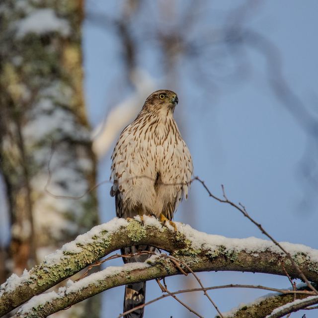 Cooper's Hawk