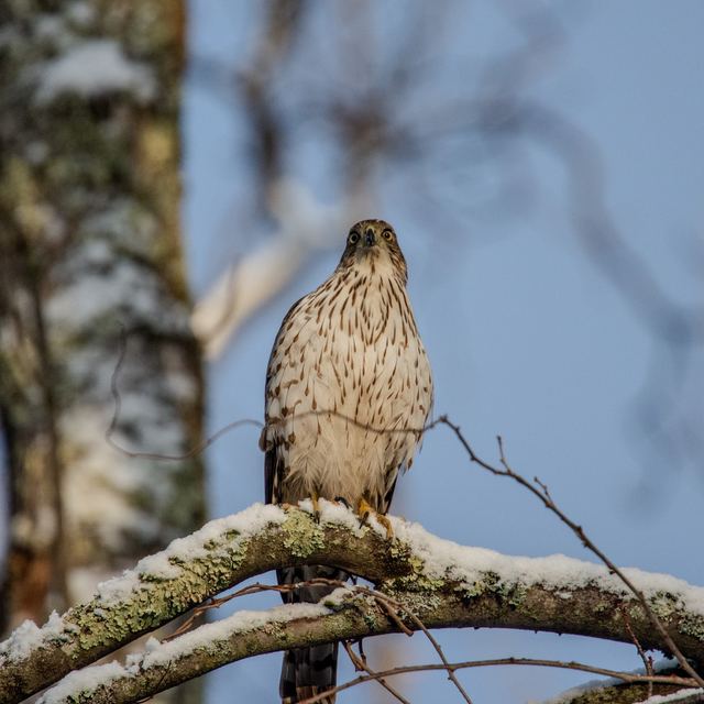 Cooper's Hawk