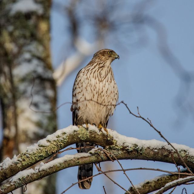 Cooper's Hawk