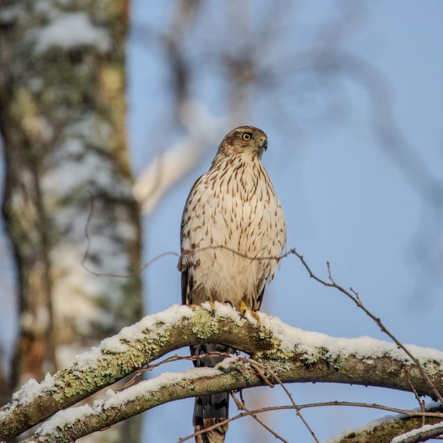 Cooper's Hawk