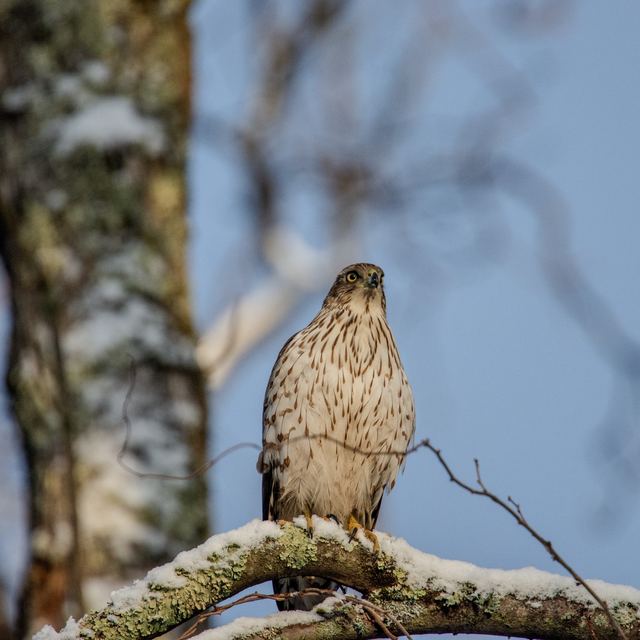 Cooper's Hawk
