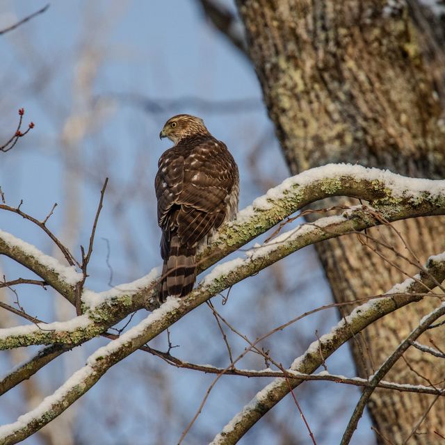 Cooper's Hawk
