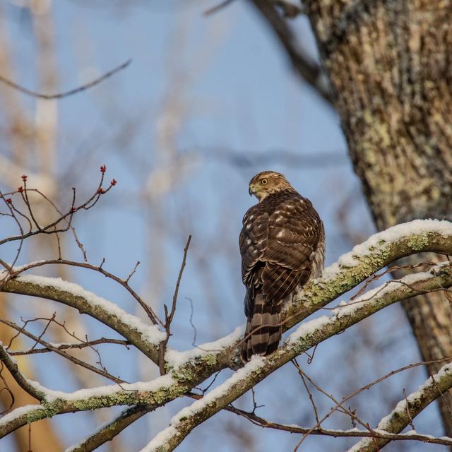 Cooper's Hawk