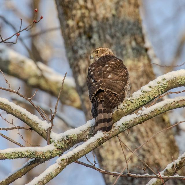Cooper's Hawk